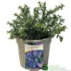 Ceanothus 'Blue Mound' Californian Lilac 3Ltr Pot -Quality Garden Care Store 5019756678222 a8b772e1 2401 4a7b 840f 47ad9ae8e739