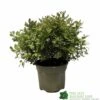 Pittosporum 'Tom Thumb' 3Ltr Pot -Quality Garden Care Store 5019756822137