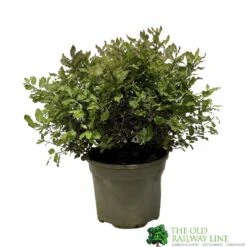Pittosporum 'Tom Thumb' Plant 3Ltr Pot