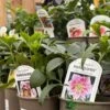 Harvington Hellebores Assorted Hellebore Variety 2Ltr Pot -Quality Garden Care Store 5019801000329 61f10f9b b93f 4aa0 acf3 1abf39072982