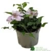 Clematis 'Filigree' Climbing Plant 2Ltr Pot -Quality Garden Care Store 5019801001760