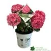 Hydrangea 'Sweet Cupcake' 5Ltr Pot -Quality Garden Care Store 5019801013367