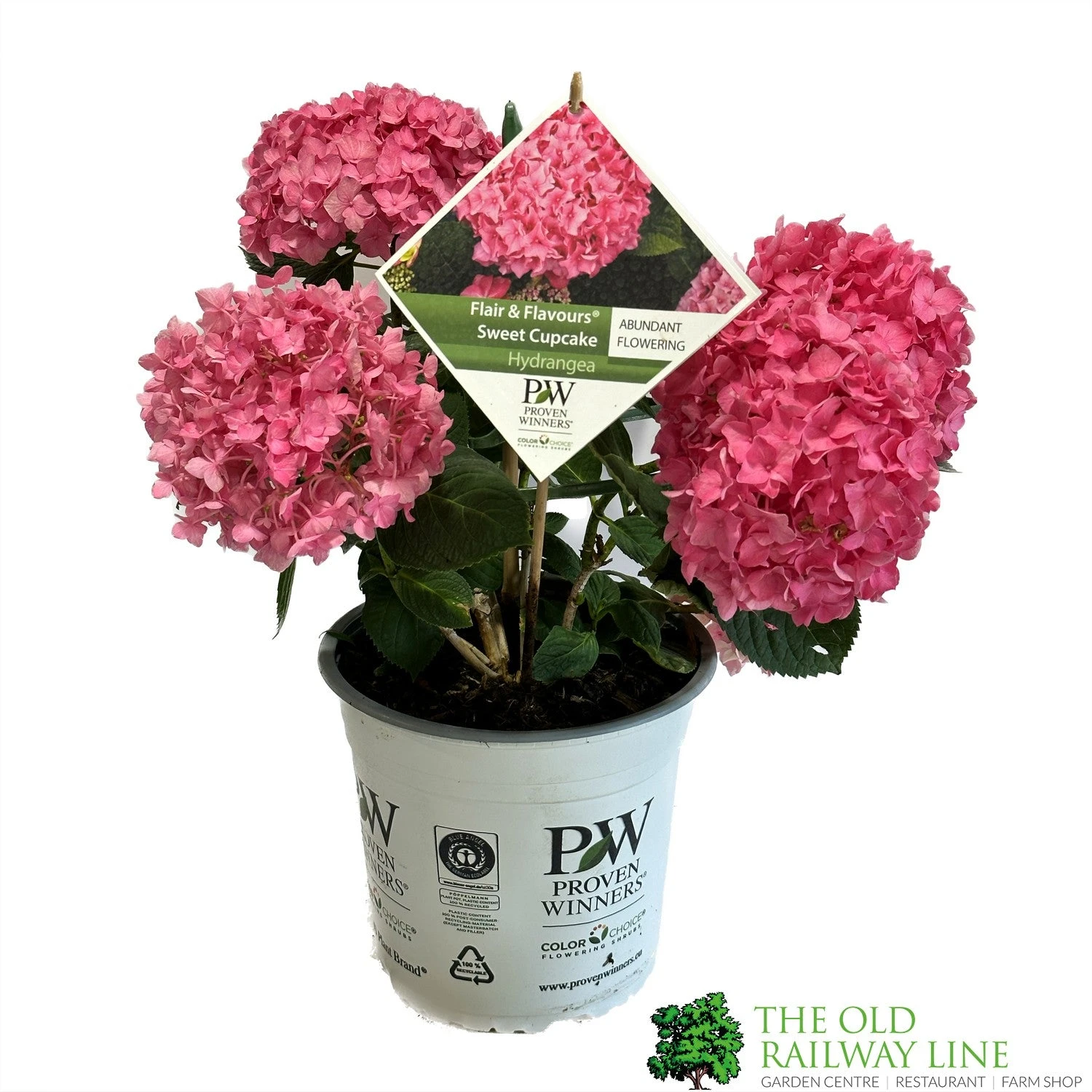Hydrangea 'Sweet Cupcake' 5Ltr Pot 2 Hydrangea 'Sweet Cupcake' 5Ltr Pot