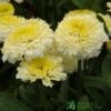 Leucanthemum X Superbum 'Luna' Plant 2Ltr Pot -Quality Garden Care Store 5019801015026 49c540a2 e0de 451a b7b9 ac12a55dec50