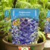 Delphinium Paramo 'Azul' 2Ltr Pot 2 Delphinium Paramo 'Azul' 2Ltr Pot -Quality Garden Care Store 5019801015446 4639ca22 45e9 4f34 822b 627bc9604947