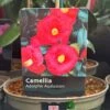 Camellia 'Adolphe Audusson' 3Ltr Pot -Quality Garden Care Store 5019945010024