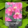 Alstroemeria 'Summer Saint' 3Ltr Pot 1 Alstroemeria 'Summer Saint' 3Ltr Pot -Quality Garden Care Store 5019945211988