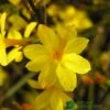 Jasminum Nudiflorum Winter Jasmine 3Ltr Pot 1 Jasminum Nudiflorum Winter Jasmine 3Ltr Pot -Quality Garden Care Store 5019945915718 e0249c4c 3ef9 434c bc60 4f76c6a7655b