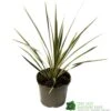 Cordyline Australis 'Sparkler' 2Ltr Pot -Quality Garden Care Store 5019945923324 947be49e 01a1 4c13 87e0 a29cf8292b1c