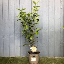 Camellia Japonica 'Brushfield's Yellow' Plant 3Ltr Pot 5 Camellia Japonica 'Brushfield's Yellow' Plant 3Ltr Pot -Quality Garden Care Store 5019945966277