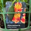 Alstroemeria 'Indian Summer' Peruvian Lily 3Ltr Pot -Quality Garden Care Store 5019945970120 42f45b91 9576 4408 b7ff 0a2d8332659f