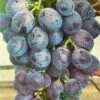 Grape 'Black Hamburg' 3Ltr Pot -Quality Garden Care Store 5019945994416 df5037a3 723c 4187 8604 2257360215c4