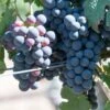 Grape Vine 'Cabernet Franc' 1.5Ltr Pot -Quality Garden Care Store 5019945994423