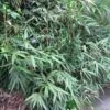Pseudosasa Japonica Bamboo Plant 1.25m Tall (IT) 2 Pseudosasa Japonica Bamboo Plant 1.25m Tall (IT) -Quality Garden Care Store 5021768004678