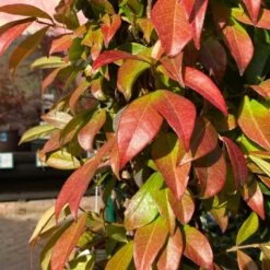 Trachelospermum Jasminoides Arch Trained Jasmine Climber 18Ltr Pot 7 Trachelospermum Jasminoides Arch Trained Jasmine Climber 18Ltr Pot -Quality Garden Care Store 5021768019641 2