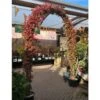 Trachelospermum Jasminoides Arch Trained Jasmine Climber 18Ltr Pot -Quality Garden Care Store 5021768019641 6ef4684e b4fd 47ec 8d11 06fec335fc28