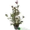 Photinia X Fraseri 'Pink Marble' Plant 80cm Tall (IT) 1 Photinia X Fraseri 'Pink Marble' Plant 80cm Tall (IT) -Quality Garden Care Store 5021768024966