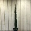 Cupressus Sempervirens 'Totem' Conifer 1.5m Tall (IT)