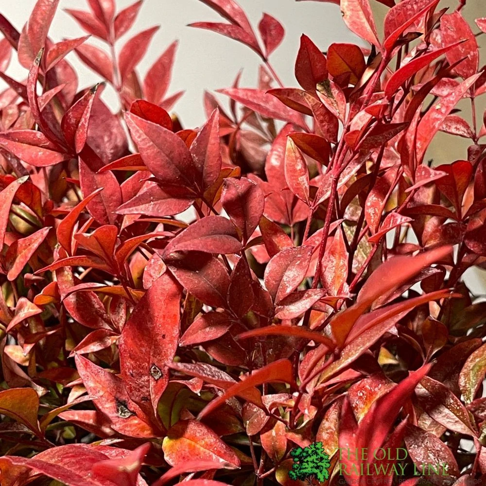 Nandina Domestica 'Obsessed' Heavenly Bamboo 30cm Tall (IT) 4 Nandina Domestica 'Obsessed' Heavenly Bamboo 30cm Tall (IT) - Image 2