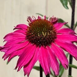 Echinacea 'Sensation Pink' Plant 2 Ltr Pot -Quality Garden Care Store 5021768069202 3