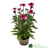 Echinacea 'Sensation Pink' Plant 2 Ltr Pot -Quality Garden Care Store 5021768069202 9c267101 cf06 4299 acb6 0db8f65e2aec