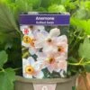 Anemone 'Ruffled Swan' 3Ltr Pot -Quality Garden Care Store 5021768069363