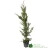 Cupressus Leylandii Conifer Hedging Plant 1.25m Tall (IT) -Quality Garden Care Store 5021768075944 df1d85ec 5ef5 44d5 91fb 39dfa0149986