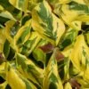 Cornus Florida 'Rainbow' Flowering Dogwood 10Ltr Pot 1 Cornus Florida 'Rainbow' Flowering Dogwood 10Ltr Pot -Quality Garden Care Store 5021768076866