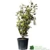 Elaeagnus X Submacrophylla 'Viveleg' Oleaster Plant 50cm Tall (IT) 1 Elaeagnus X Submacrophylla 'Viveleg' Oleaster Plant 50cm Tall (IT) -Quality Garden Care Store 5021768076903