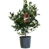 Ilex 'Nellie R.Stevens' Female Holly Bush 10Ltr Pot -Quality Garden Care Store 5021768084373
