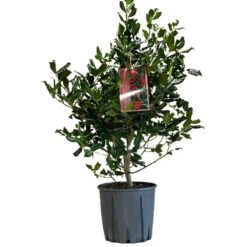 Ilex 'Nellie R.Stevens' Female Holly Bush 10Ltr Pot