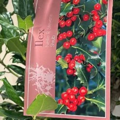 Ilex 'Nellie R.Stevens' Female Holly Bush 10Ltr Pot -Quality Garden Care Store 5021768084373 3