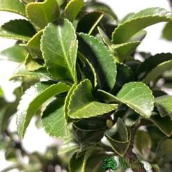 Euonymus Japonicus 'Benkomasaki' 40cm Tall (IT) 7 Euonymus Japonicus 'Benkomasaki' 40cm Tall (IT) -Quality Garden Care Store 5021768087787 3