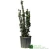 Euonymus Japonicus 'Benkomasaki' 40cm Tall (IT) -Quality Garden Care Store 5021768087787 6f18793a 5e1c 48d9 9380 1f6614cb3354