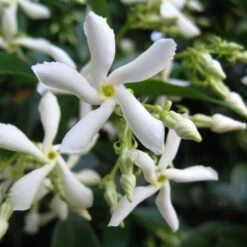 Trachelospermum Jasminoides 'Star Jasmine' Tripod Climber 120cm Tall (IT) -Quality Garden Care Store 5021768087930 2 e192d392 7a65 4b82 b30c 4daa1dd0ffc3