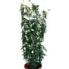 Jasminum Officinale 'Clotted Cream' Jasmine Climber On Trellis 20 Ltr Pot -Quality Garden Care Store 5021768099698 b819f48d 901c 45ea b5cc 9495cba2dfed