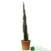 Cupressus Sempervirens 'Totem' Conifer 80cm Tall (IT)