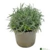 Ficinia 'Ice Crystal' 2Ltr Pot -Quality Garden Care Store 5021768119242