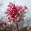 Viburnum Bodnantense 'Dawn' Plant 10Ltr 2 Viburnum Bodnantense 'Dawn' Plant 10Ltr -Quality Garden Care Store 5021768120446