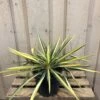 Yucca Filamentosa 'Colour Guard' Plant 3Ltr Pot