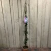 Trachelospermum Asiaticum 'Pink Showers' Climber 1.5m Tall (IT) 2 Trachelospermum Asiaticum 'Pink Showers' Climber 1.5m Tall (IT) -Quality Garden Care Store 5021768134351 c5d54f41 6ac9 4306 b457 d8b8ac16c480
