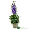 Delphinium Delgenius 'Breezin' 3Ltr Pot -Quality Garden Care Store 5021768141939