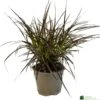 Pennisetum 'Chelsea' 2Ltr Pot -Quality Garden Care Store 5021768150221