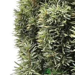 Taxus Baccata 'David' Yew Tree 1m Tall (IT) -Quality Garden Care Store 5021768163283 2