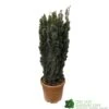 Taxus Baccata 'David' Yew Tree 1m Tall (IT) -Quality Garden Care Store 5021768163283 7853f078 4ac1 467f be04 4447e62db6d0