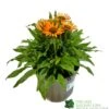 Echinacea 'Prima Saffron' 3Ltr Pot 2 Echinacea 'Prima Saffron' 3Ltr Pot -Quality Garden Care Store 5021768165874