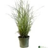 Miscanthus 'Sunlit Satin' 3Ltr Pot -Quality Garden Care Store 5021768185056