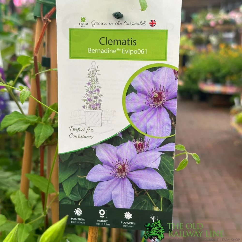 Clematis 'Bernadine' Climber 3Ltr Pot 3 Clematis 'Bernadine' Climber 3Ltr Pot