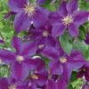 Clematis 'Star Of India' Climber 3 Ltr Pot 2 Clematis 'Star Of India' Climber 3 Ltr Pot -Quality Garden Care Store 5025338001418