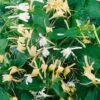 Lonicera Japonica 'Halliana' Honeysuckle Climbing Plant 3Ltr Pot -Quality Garden Care Store 5025338002194
